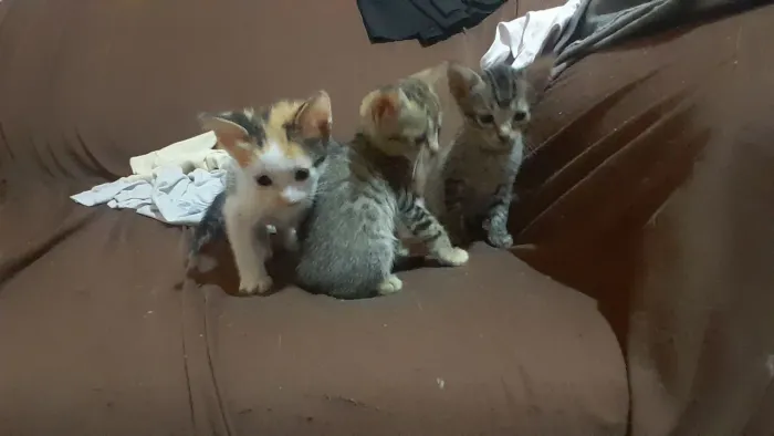 Doa-se filhotes de gato