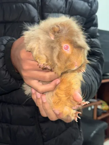 Doação porquinho da índia peludinho