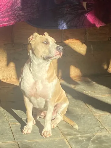 Vendo pitbull