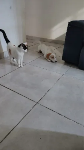 CACHORRO 