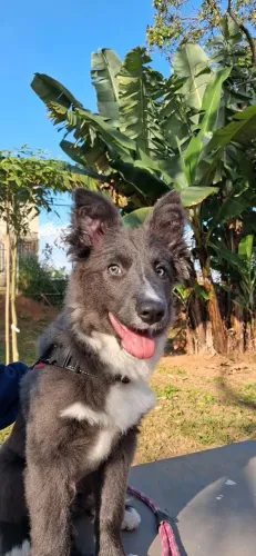 Border Collie - Macho