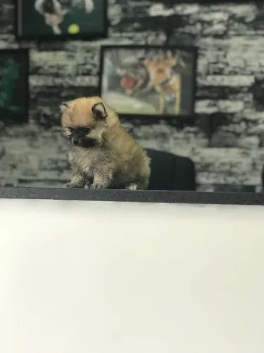 Seu Spitz Alemão dos Sonhos com Parcelamento e Segurança