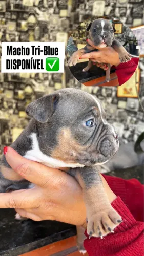 Filhotes American Bully Micro com Pedigree 