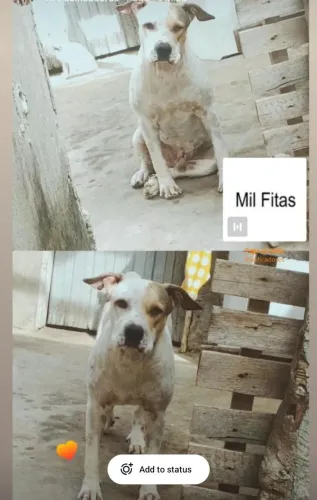 Pitbull para doação 