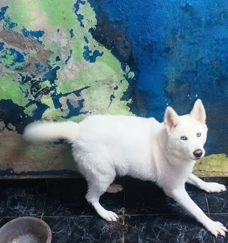 Akita inu