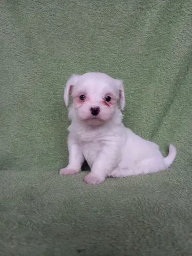 Maltês