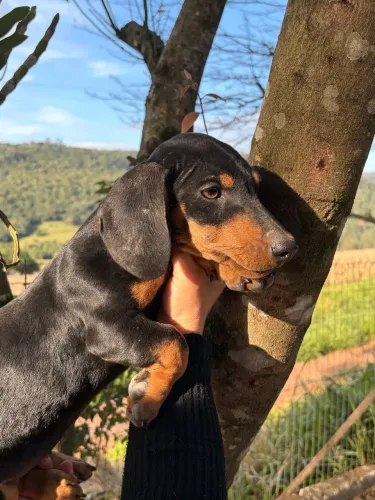 Dachshund, Teckel, Cofap