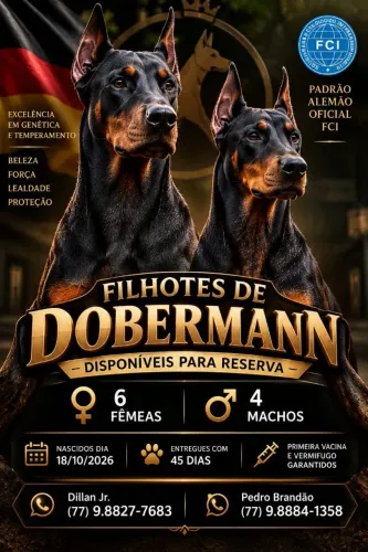 Filhotes de Dobermans