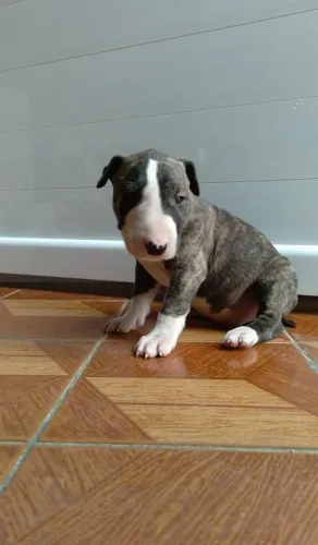 American Bully Filhotes | Criados com Amor e Responsabilidade