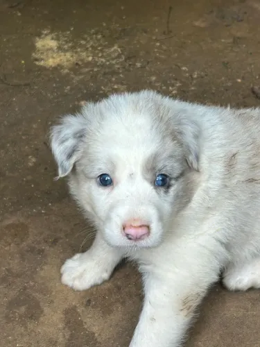 Filhotes de Border Collie x blue merle