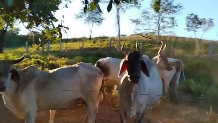 Gado Guzera PO, R$400 a arroba