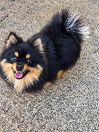 Spitz alemã anã