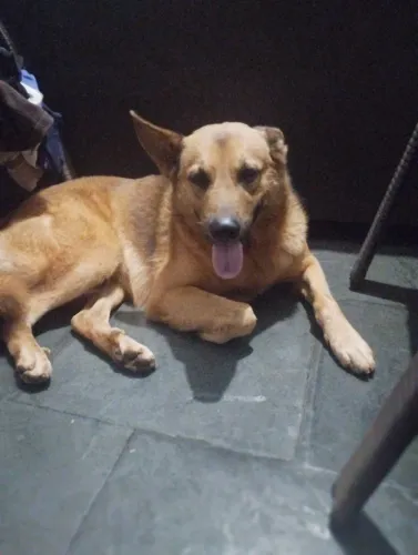 Cachorro da raça pastor alemão para doação, motivo mudança de estado não tem como levar