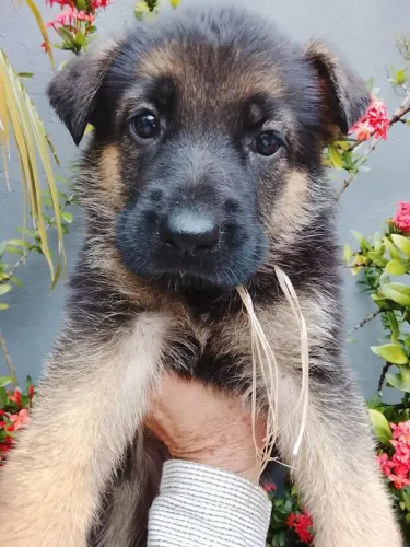 Lindos Filhotes de Pastor Alemão Cão Porte Guarda com Vacina e Pedigree