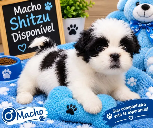 Macho mini Shitzu