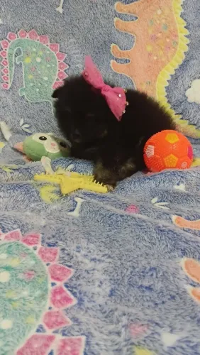 Filhotes fêmeas de lulu da pomerania.$2.600.zap *30