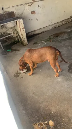 Pitbull para doação 3 anos