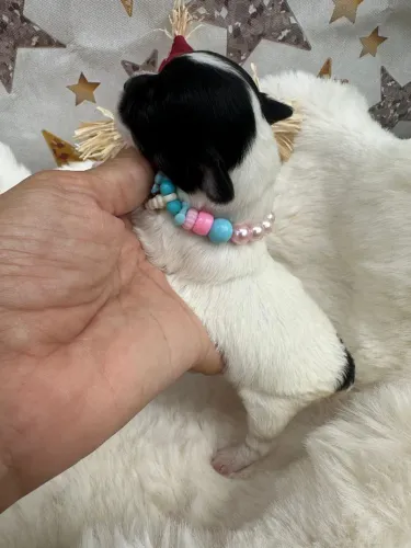 Chihuahua fêmea mini