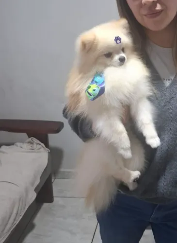 Spitz Alemão macho