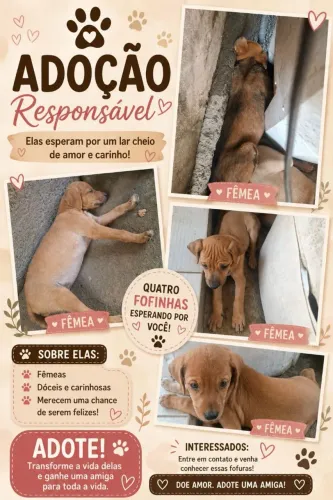 Doação de filhotes 