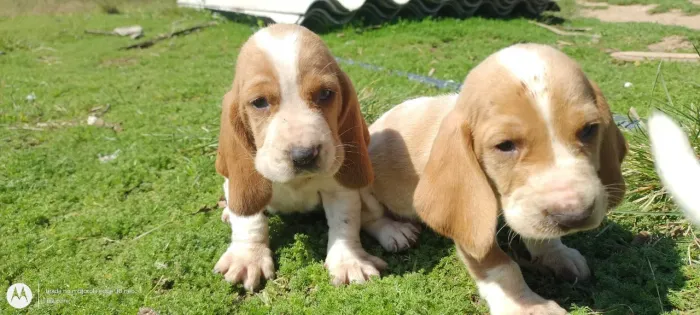 Basset hound