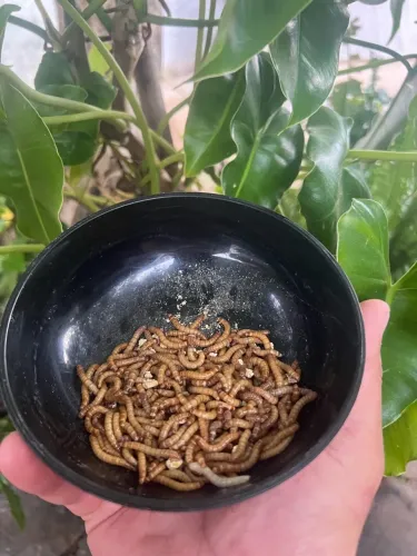 Tênebrio Molitor (Larva de Farinha) Vivo - Excelente Qualidade!