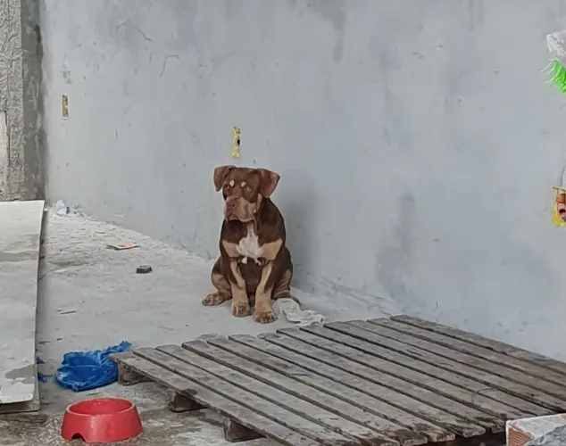 Filhote Macho Pit Monster