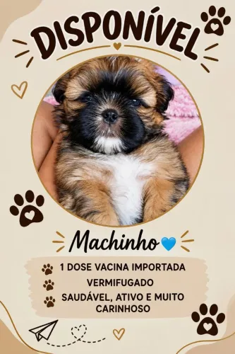 Shitzhu macho