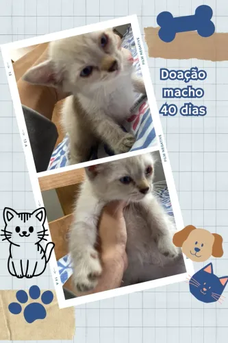 Doação de gatinhos filhotes de 40 dias já comem ração de filhote