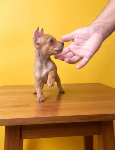 Pinscher 