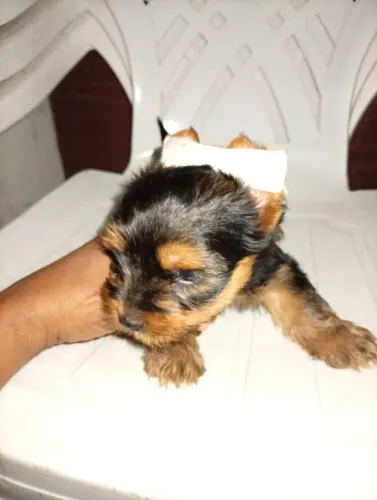 Cachorro