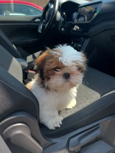 Fêmea belíssima Shih Tzu confira 68 dias