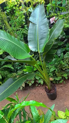 Mudas de Plantas: Ravanella - Palmeira do viajante