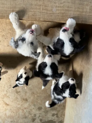 Filhote de border collie 
