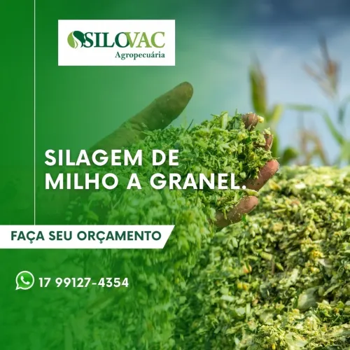 Silagem de milho a granel