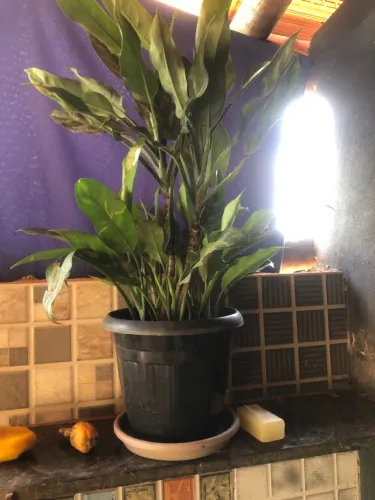 Planta