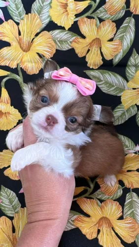 Chihuahua Pêlo Longo Fêmea - Uma Princesa.