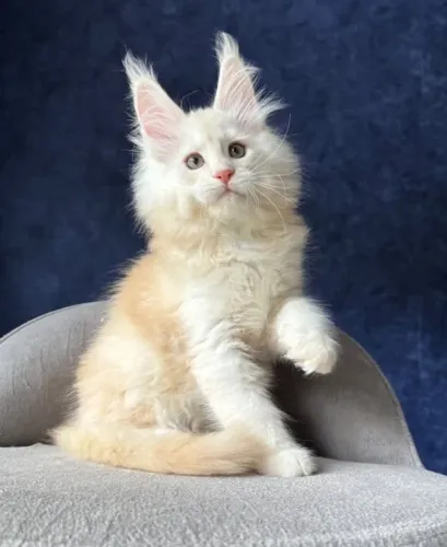 Filhotes de Maine coon - Vacinados - pedigree - vermífugados 