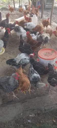 Galinhas caipira