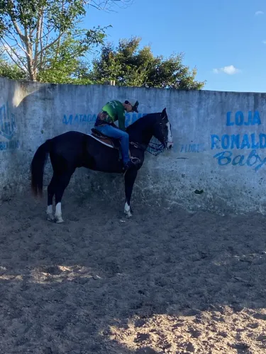 Cavalo preto