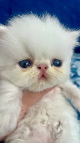 Gatinha Persa branquinha olhinhos azuis - uma princesinha 