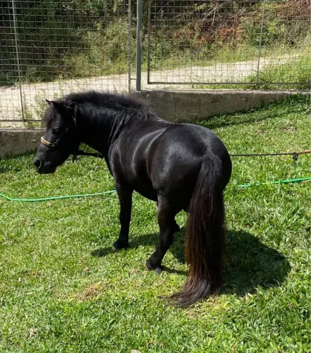 Mini horse fêmea