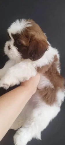 Filhote shih tzu, Um lar cheio de amor precisa de um filhotinho!