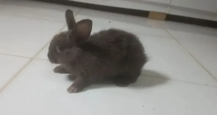 Vendo coelho ?