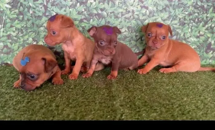 Filhotes de Pinscher Fêmeas