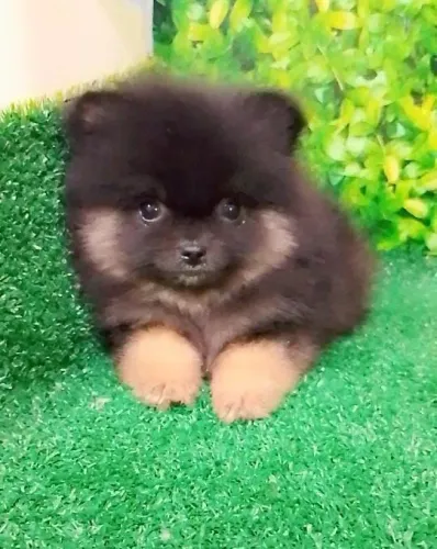 Lulu ,spitz alemão