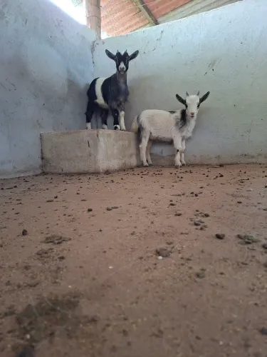 Casal de Mini Cabras Filhotes