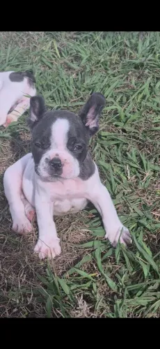 Tenho um Bulldog francês machinho 800 reais chama mais informações no wpp da descrição 