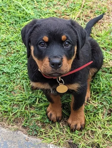 Rottweiler Um cachorro esperando por um lugar pra chamar de lar