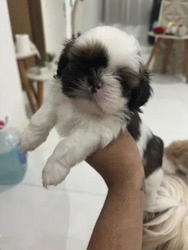 Cachorro shitszu filhotes